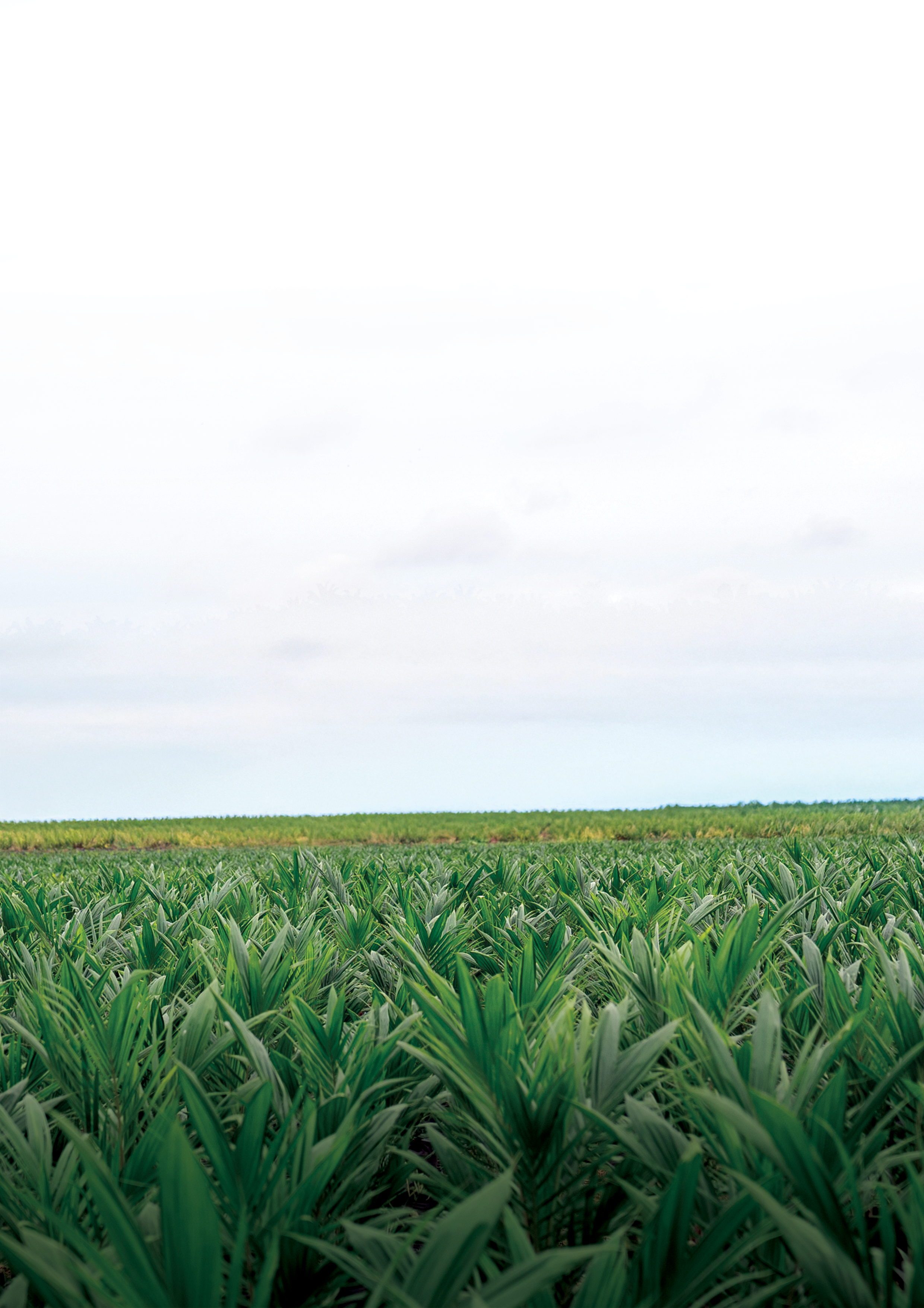 Aidigro PN123 - An All Purpose Agrochemical Adjuvant thumbnail